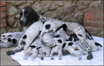 du ruisseau de Montbrun - Reproduction Canine