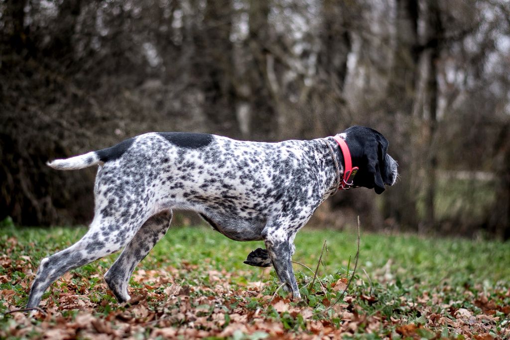 du ruisseau de Montbrun - Championne de Field de Printemps