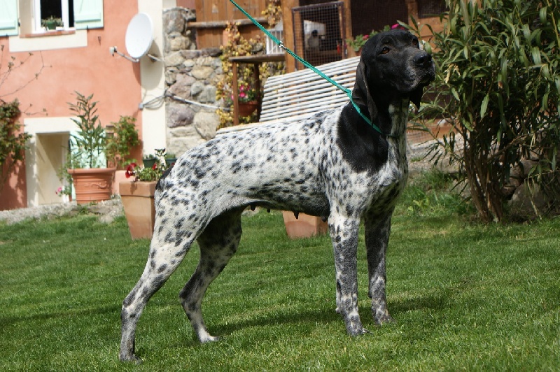 Aida du ruisseau de Montbrun