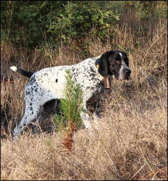 CH. Iangha du ruisseau de Montbrun