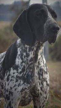 TR. CH. Roi de coeur del angel de los volcanos