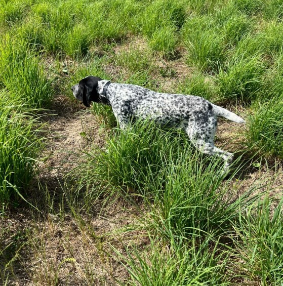 CH. VIRY du ruisseau de Montbrun