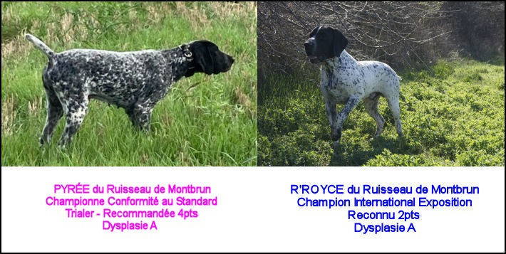 Bientôt des bébés