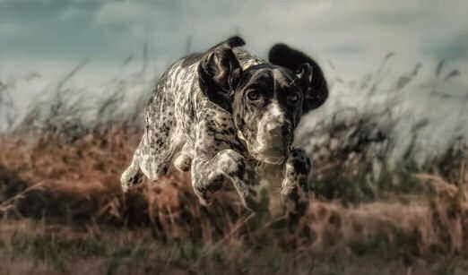 Concours de Printemps