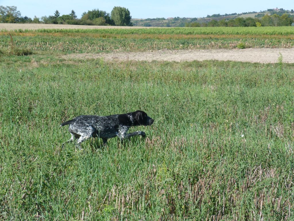 du ruisseau de Montbrun - Saillie de (CHTR) Miss 