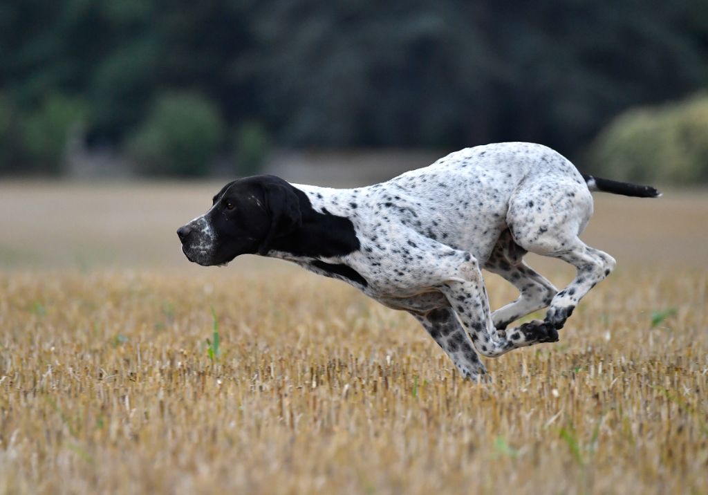 du ruisseau de Montbrun - Nos braques en action de chasse