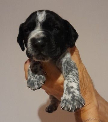du ruisseau de Montbrun - Chiots disponibles - Braque d'Auvergne