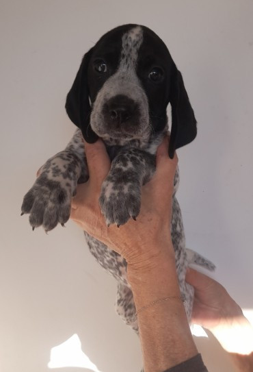 du ruisseau de Montbrun - Chiots disponibles - Braque d'Auvergne
