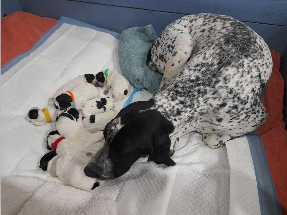 du ruisseau de Montbrun - Chiots disponibles - Braque d'Auvergne