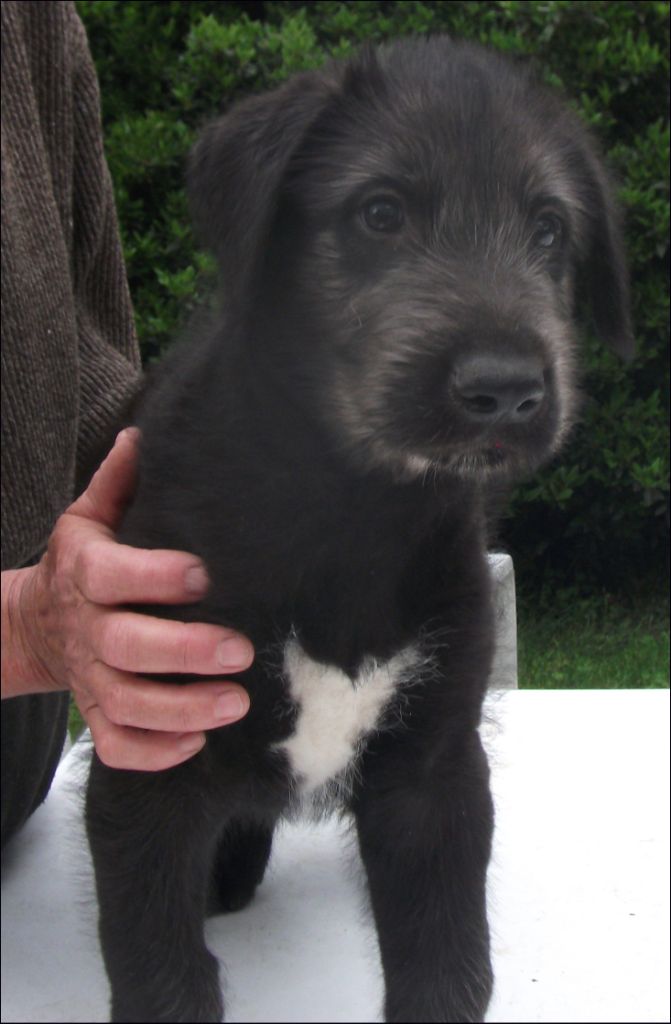 Chiot Levrier Irlandais du ruisseau de Montbrun