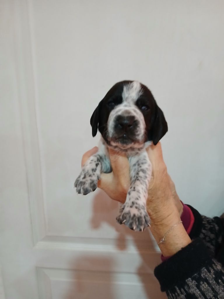 du ruisseau de Montbrun - Chiots disponibles - Braque d'Auvergne