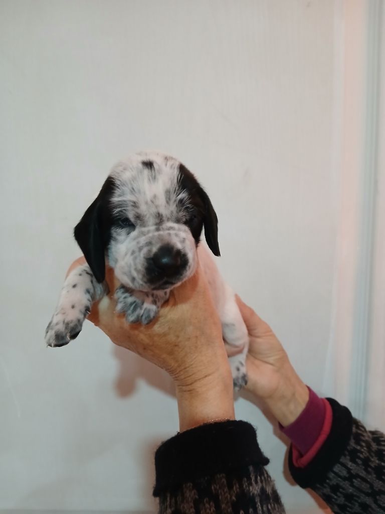 du ruisseau de Montbrun - Chiots disponibles - Braque d'Auvergne