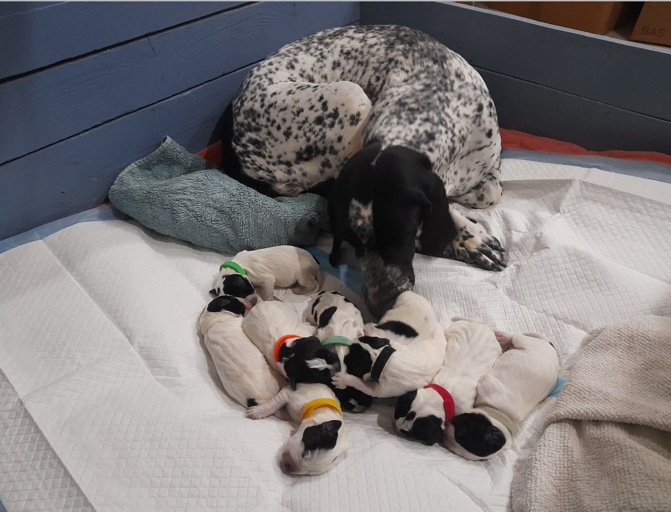 du ruisseau de Montbrun - Braque d'Auvergne - Portée née le 01/11/2025